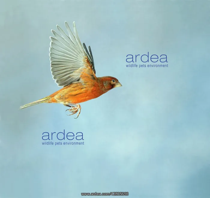 : Canary - Bronze red in flight side view wings up, cage bird : Canary - Bronze red in flight side view wings up, cage bird
