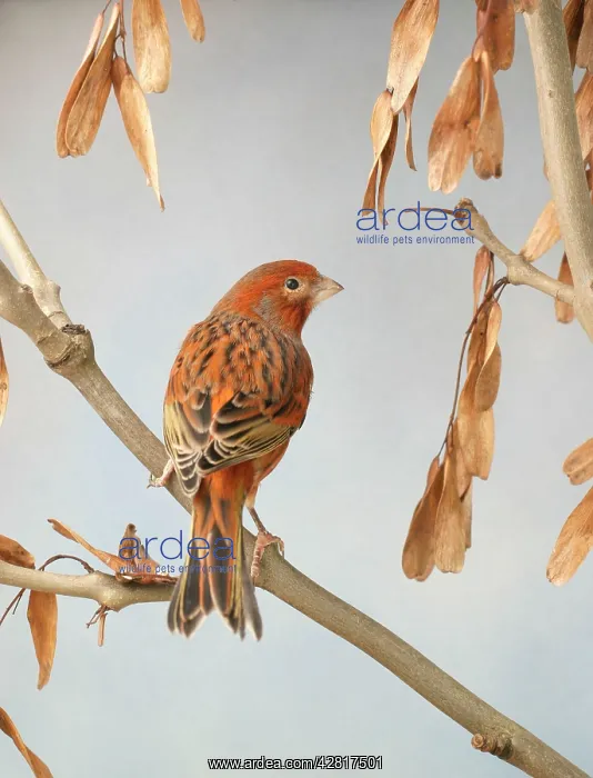 : Canary - bronze red, back view on ash, captive bred : Canary - bronze red, back view on ash, captive bred