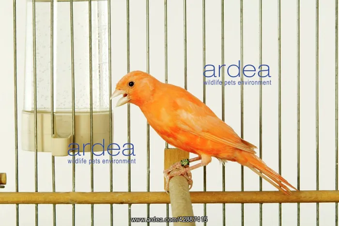  : Canary - in cage