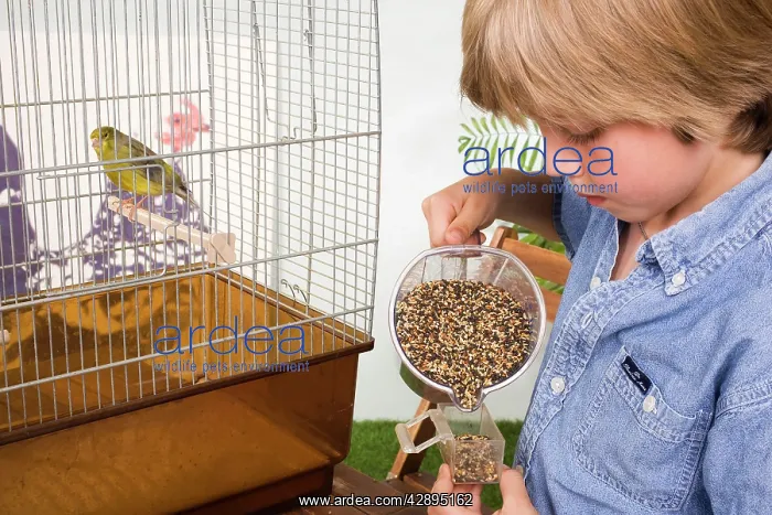 : Canary - in cage with young boy preparing feed : Canary - in cage with young boy preparing feed