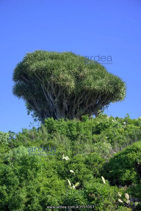 : Canary canary islands dragon tree (Dracaena draco) : Canary canary islands dragon tree (Dracaena draco)