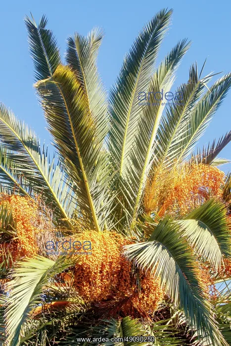 : Canary date palm or Canary palm tree : Canary date palm or Canary palm tree