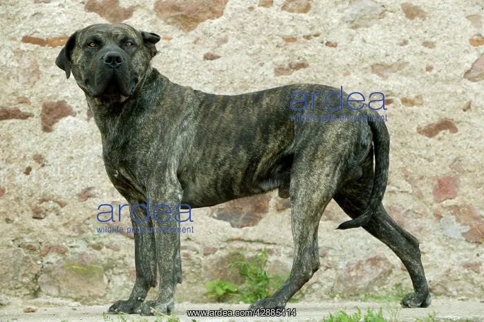  : Canary Dog