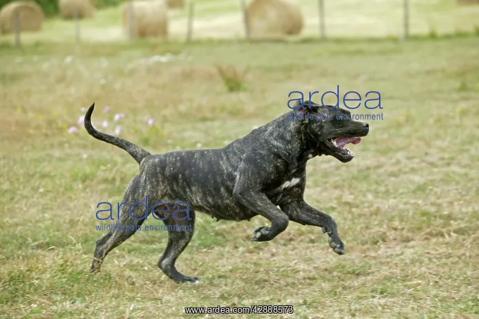 : Canary Dog : Canary Dog