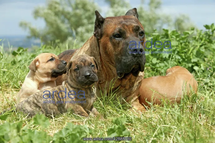 : Canary Dog - adult with puppies : Canary Dog - adult with puppies