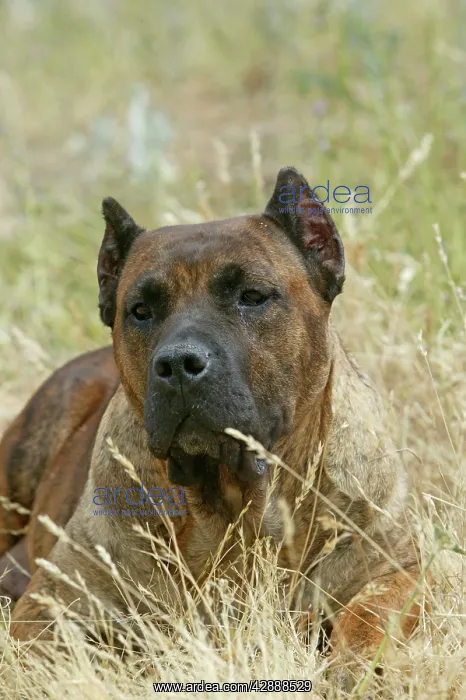 : Canary Dog - cropped ears : Canary Dog - cropped ears