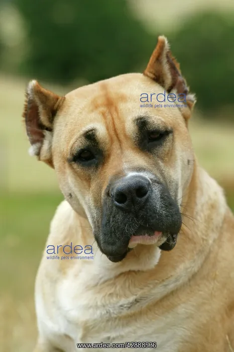 : Canary Dog - cropped ears : Canary Dog - cropped ears