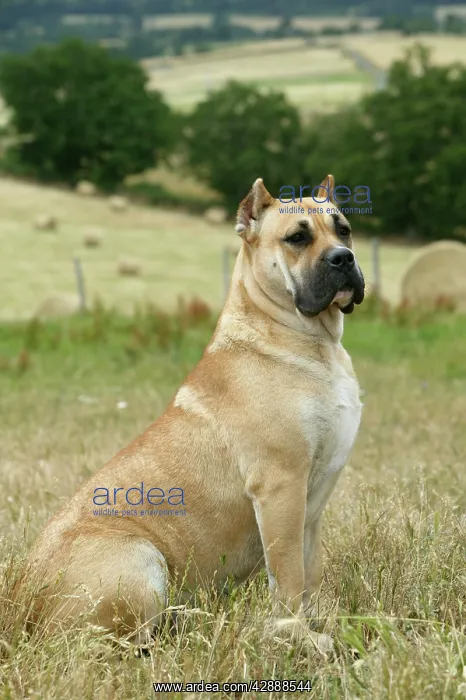 : Canary Dog - cropped ears : Canary Dog - cropped ears