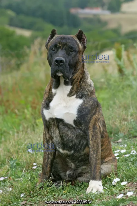 : Canary Dog - cropped ears : Canary Dog - cropped ears