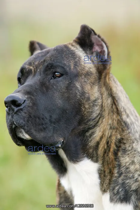 : Canary Dog - cropped ears : Canary Dog - cropped ears