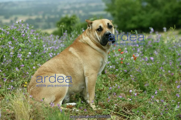 : Canary Dog - cropped ears. Also known as Perro : Canary Dog - cropped ears. Also known as Perro