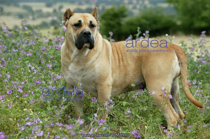 : Canary Dog - cropped ears. Also known as Perro : Canary Dog - cropped ears. Also known as Perro