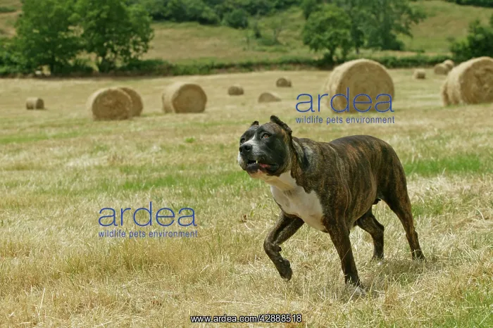 : Canary Dog - cropped ears. Also known as Perro : Canary Dog - cropped ears. Also known as Perro