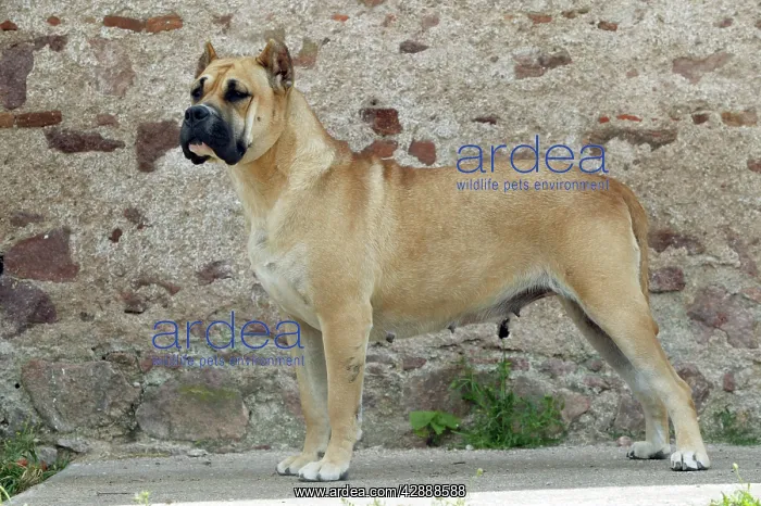 : Canary Dog - female standing, side view : Canary Dog - female standing, side view