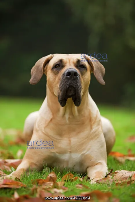 : Canary Dog. Also known as Perro de Presa Canario : Canary Dog. Also known as Perro de Presa Canario