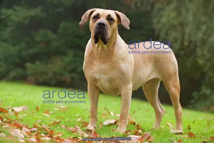 : Canary Dog. Also known as Perro de Presa Canario : Canary Dog. Also known as Perro de Presa Canario