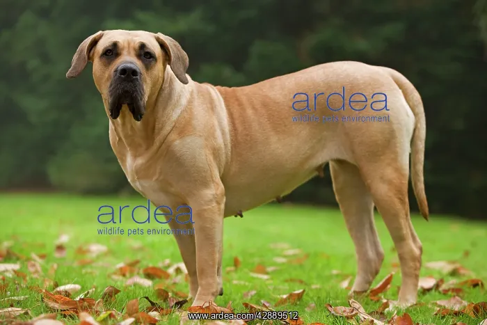 : Canary Dog. Also known as Perro de Presa Canario : Canary Dog. Also known as Perro de Presa Canario