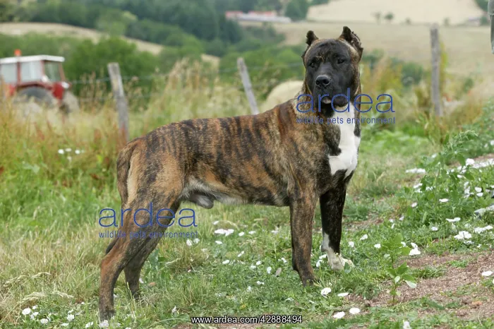 : Canary Dog - Male with cropped ears. Also know : Canary Dog - Male with cropped ears. Also know