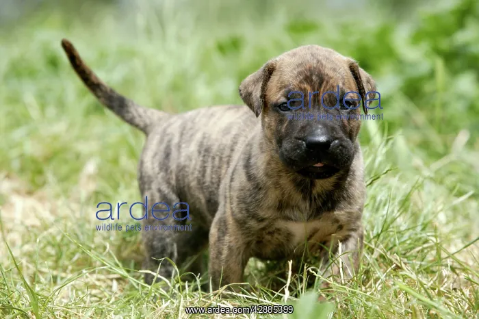  : Canary Dog - puppy