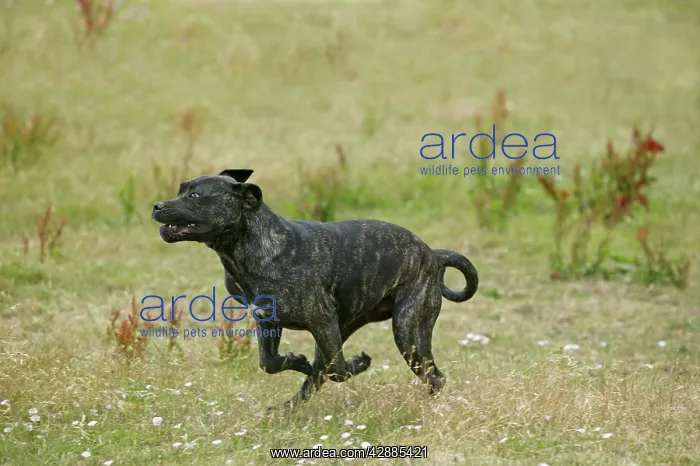  : Canary Dog - running