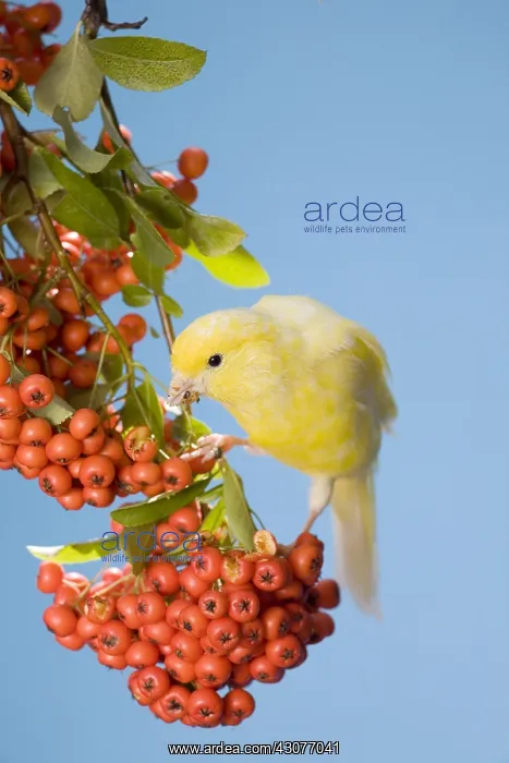 : Canary eating berries of firethorn : Canary eating berries of firethorn