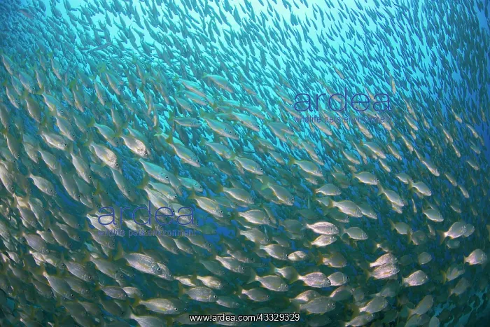  : Canary fish. Bastard grund (Pomadasys incisus)