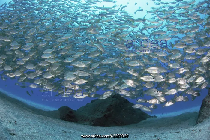 : Canary fish. Bastard grund (Pomadasys incisus) : Canary fish. Bastard grund (Pomadasys incisus)