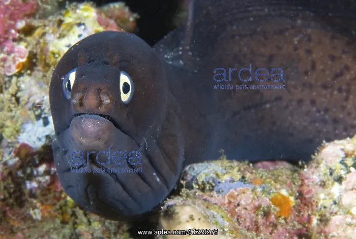 : Canary fish. Black Moray (Muraena augusti), Tenerife : Canary fish. Black Moray (Muraena augusti), Tenerife