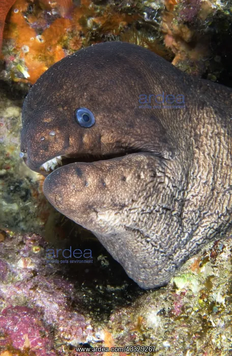 : Canary fish. Brown Moray (Gymnothorax unicolor) : Canary fish. Brown Moray (Gymnothorax unicolor)