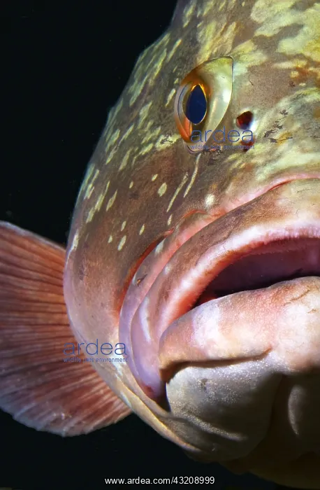 : Canary fish. Dusky grouper (Epinephelus marginatus) : Canary fish. Dusky grouper (Epinephelus marginatus)