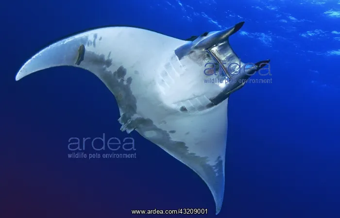 : Canary fish. Horned ray (Mobula tarapacana), El : Canary fish. Horned ray (Mobula tarapacana), El