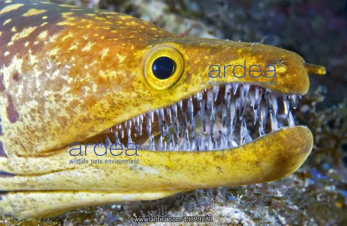: Canary fish. Tiger Moray (Enchelycore anatina) : Canary fish. Tiger Moray (Enchelycore anatina)
