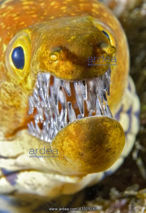 : Canary fish. Tiger Moray (Enchelycore anatina) : Canary fish. Tiger Moray (Enchelycore anatina)