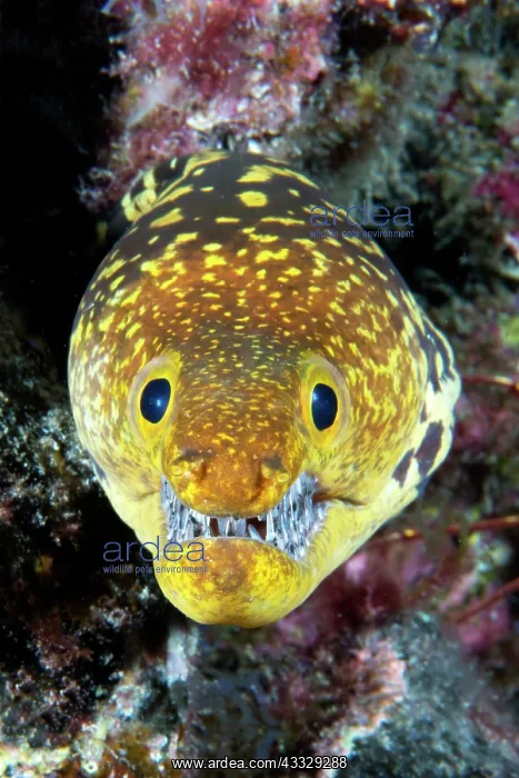 : Canary fish. Tiger Moray (Enchelycore anatina) : Canary fish. Tiger Moray (Enchelycore anatina)