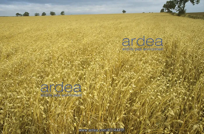 : Canary Grass crop : Canary Grass crop