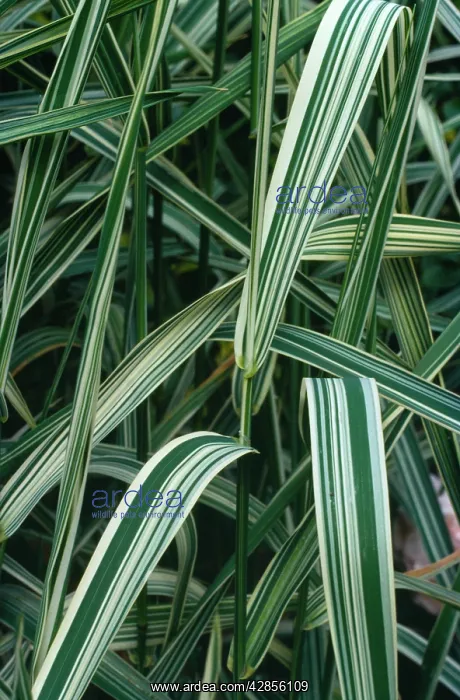 : Canary Grass - Variegation in leaves : Canary Grass - Variegation in leaves