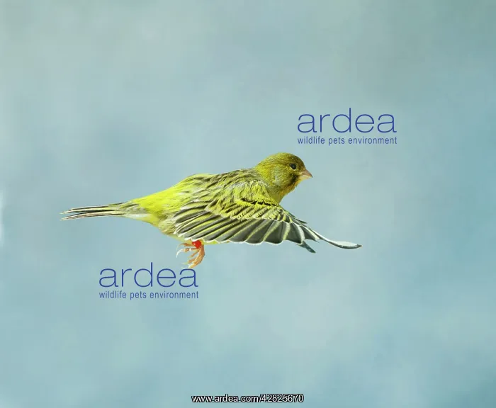 : Canary - Green fife in flight side view wings level : Canary - Green fife in flight side view wings level