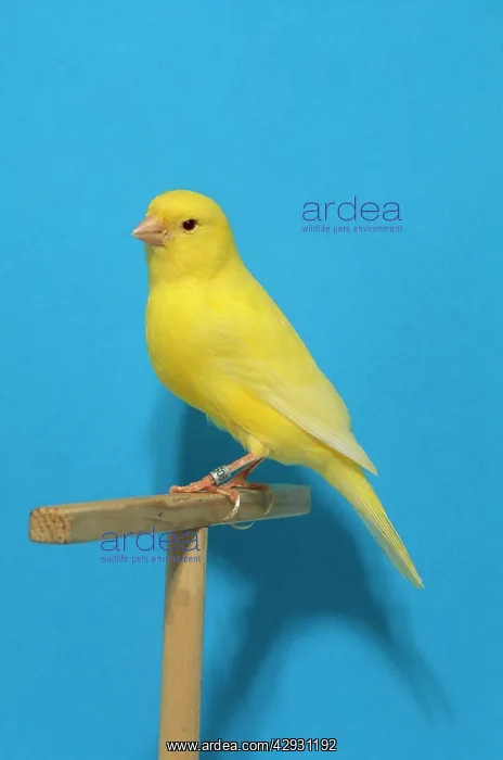 : Canary - intensive clear gold colour : Canary - intensive clear gold colour