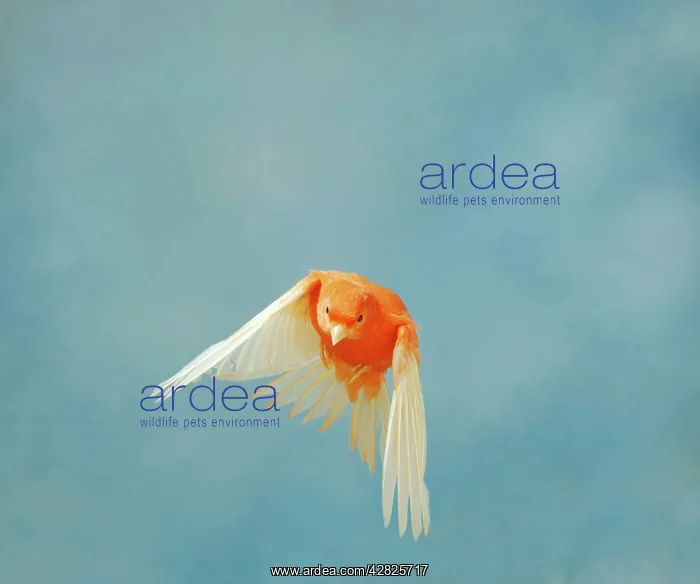 : Canary - Intensive red in flight front view wings : Canary - Intensive red in flight front view wings