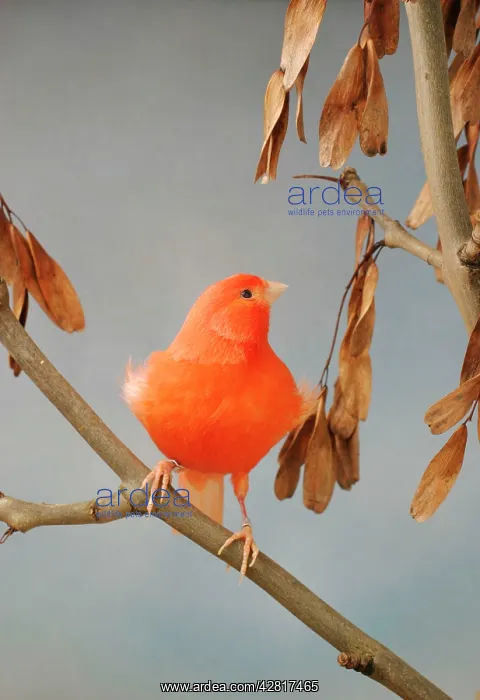 : Canary - intensive red, front view on ash, captive bred : Canary - intensive red, front view on ash, captive bred