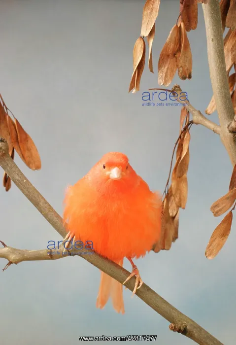 : Canary - intensive red, front view, rousing, on : Canary - intensive red, front view, rousing, on