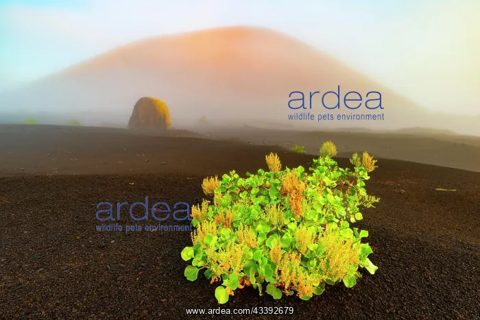 : Canary Island amphora (Rumex lunaria) and lava bomb : Canary Island amphora (Rumex lunaria) and lava bomb