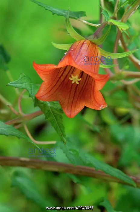 : Canary Island Bellflower - photographed in the : Canary Island Bellflower - photographed in the