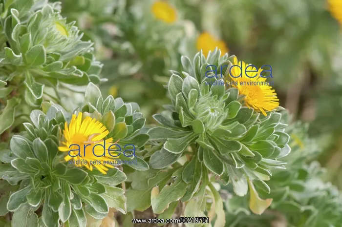  : The Canary Island daisy (Asteriscus sericeus), Liguria, Italy