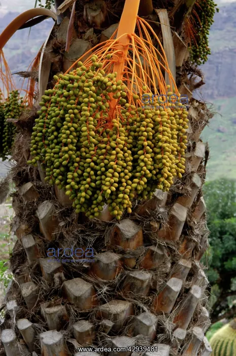 : Canary Island date palm - Endemic to the Canary Isles : Canary Island date palm - Endemic to the Canary Isles