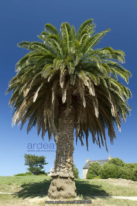 : Canary island date palm (Phoenix canariensis), Br&, x9a21;t : Canary island date palm (Phoenix canariensis), Br&, x9a21;t