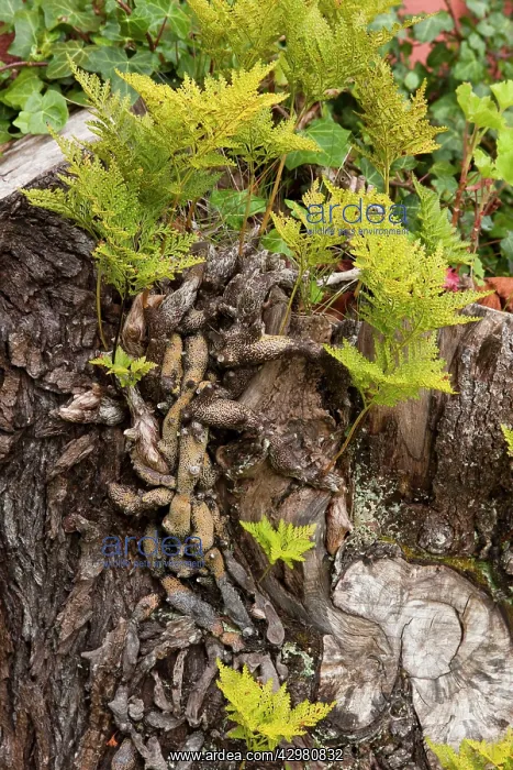 : Canary Island Deer's Foot Fern : Canary Island Deer's Foot Fern