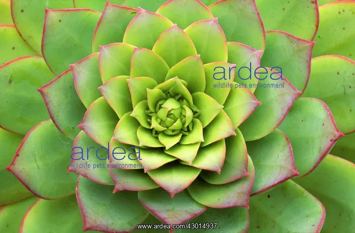 : Canary Island flora : Canary Island flora