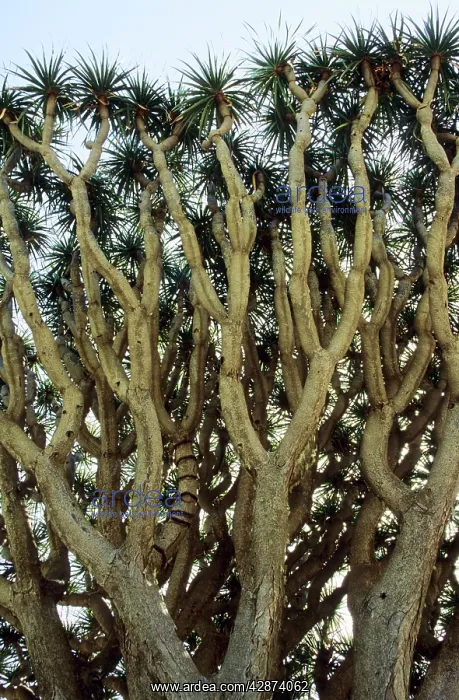 : CANARY ISLAND FLORA - Dragon Tree : CANARY ISLAND FLORA - Dragon Tree