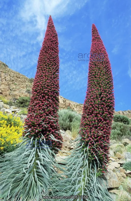 : CANARY ISLAND FLORA - Red Tajinaste (Tenerife-endemic) : CANARY ISLAND FLORA - Red Tajinaste (Tenerife-endemic)